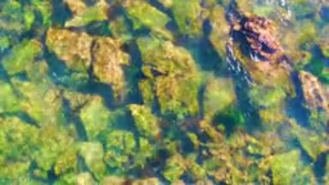 LA BOCANA BCS MEXICO-2022: Shallow Clear Water Over Algae-Covered River Rocks