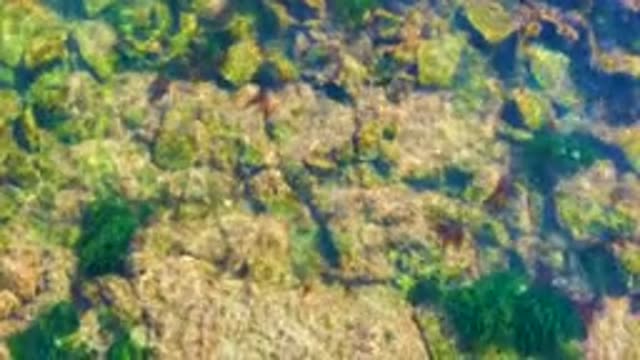 LA BOCANA BCS MEXICO-2022: Underwater Rocks with Moving Seaweed and Algae
