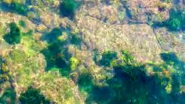 LA BOCANA BCS MEXICO-2022: Shallow Clear Water Over Rocky Seabed with Seaweed