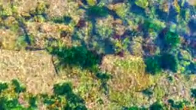 LA BOCANA BCS MEXICO-2022: Shallow Clear Water Over Rocky Seabed with Seaweed