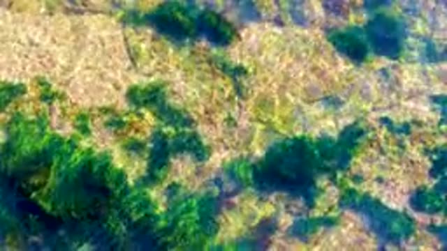 LA BOCANA BCS MEXICO-2022: Overhead View of Seaweed and Rocky Seabed in Clear Water