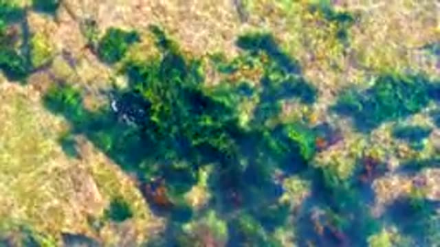 LA BOCANA BCS MEXICO-2022: Overhead View of Green Seaweed Swaying in Shallow Water