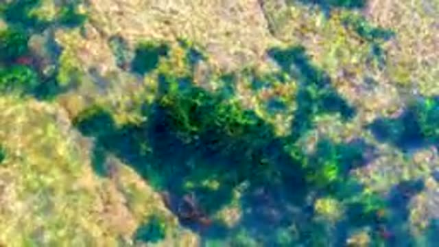 LA BOCANA BCS MEXICO-2022: Clear Water Over Seaweed and Rocky Seabed