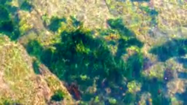 LA BOCANA BCS MEXICO-2022: Seaweed Swaying on Rocky Seabed in Clear Shallow Water