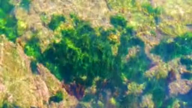 LA BOCANA BCS MEXICO-2022: Clear Water Over Rocky Seabed with Swaying Seaweed
