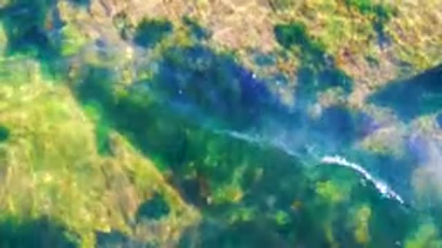 LA BOCANA BCS MEXICO-2022: Clear Water Revealing Rocky Seabed with Green Algae