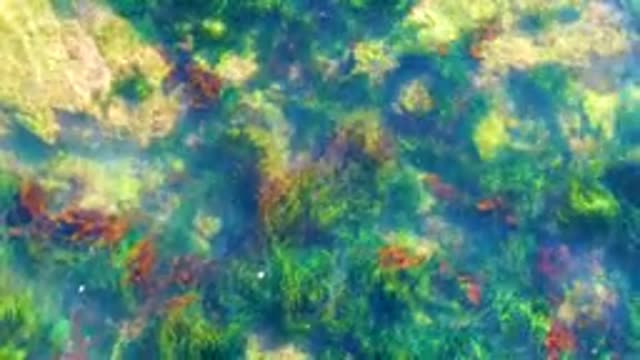 LA BOCANA BCS MEXICO-2022: Shallow Clear Water with Seaweed and Rocky Seabed
