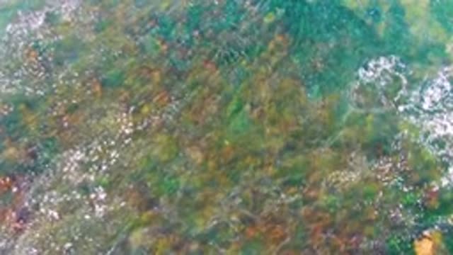 LA BOCANA BCS MEXICO-2022: Shallow Clear Water with Swaying Aquatic Plants