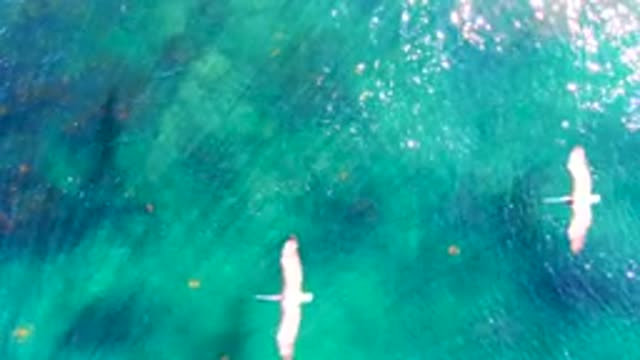 LA BOCANA BCS MEXICO-2022: Seabirds Flying Over Turquoise Ocean Water