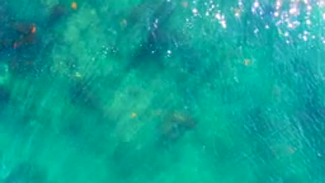 LA BOCANA BCS MEXICO-2022: Overhead View of Small Fish in Clear Turquoise Water
