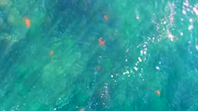 LA BOCANA BCS MEXICO-2022: Small Orange Fish Swimming in Clear Turquoise Water
