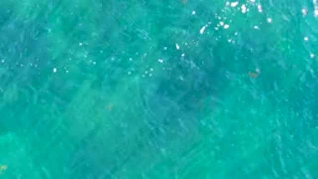 LA BOCANA BCS MEXICO-2022: Tropical Fish Swimming in Clear Turquoise Water