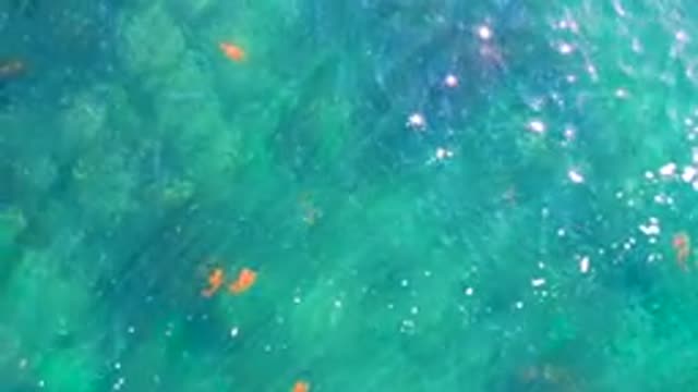 LA BOCANA BCS MEXICO-2022: Small Fish Swimming in Clear Turquoise Water