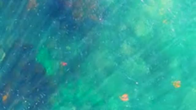 LA BOCANA BCS MEXICO-2022: Small Fish Swimming in Clear Turquoise Water