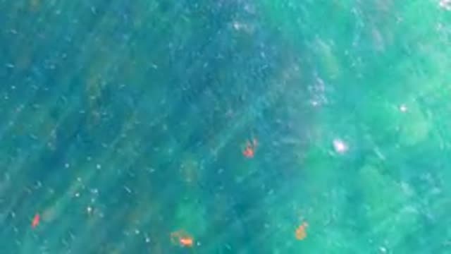 LA BOCANA BCS MEXICO-2022: Small Fish Swimming in Shallow Clear Ocean Water