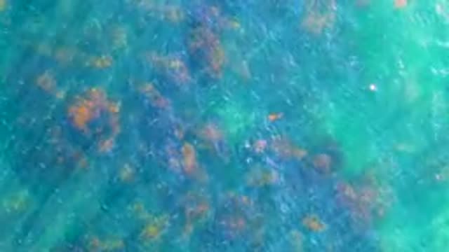 LA BOCANA BCS MEXICO-2022: Small Fish Swimming Among Coral in Clear Water