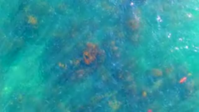 LA BOCANA BCS MEXICO-2022: Overhead View of Turquoise Water with Fish and Rocks