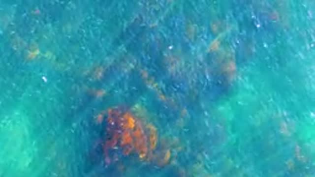 LA BOCANA BCS MEXICO-2022: Small Fish Swimming over Underwater Rocks in Clear Water