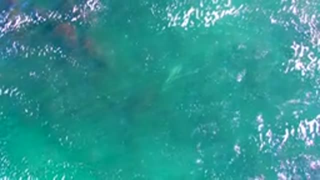 LA BOCANA BCS MEXICO-2022: Overhead View of Fish Swimming in Clear Turquoise Water