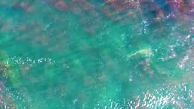 LA BOCANA BCS MEXICO-2022: Small Fish Swimming in Shallow Clear Water