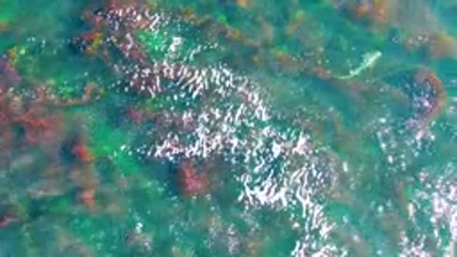 LA BOCANA BCS MEXICO-2022: Small Fish Swimming in Shallow Clear Water with Seaweed