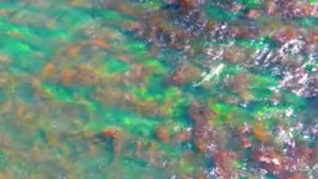 LA BOCANA BCS MEXICO-2022: Small Fish Swimming in Shallow Clear Water