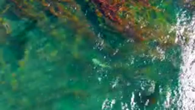 LA BOCANA BCS MEXICO-2022: Small Fish Swimming in Clear Shallow Ocean Water