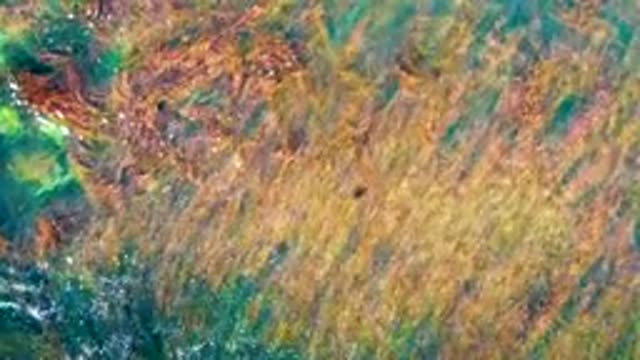 LA BOCANA BCS MEXICO-2022: Seaweed Swaying in Shallow Water Currents