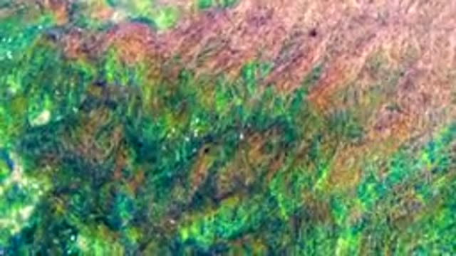 LA BOCANA BCS MEXICO-2022: Underwater Seaweed Moving in Gentle Current