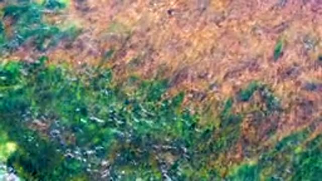 LA BOCANA BCS MEXICO-2022: Seaweed Swaying in Underwater Current