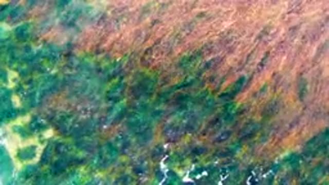 LA BOCANA BCS MEXICO-2022: Algae-Covered Ocean Surface and Breaking Wave