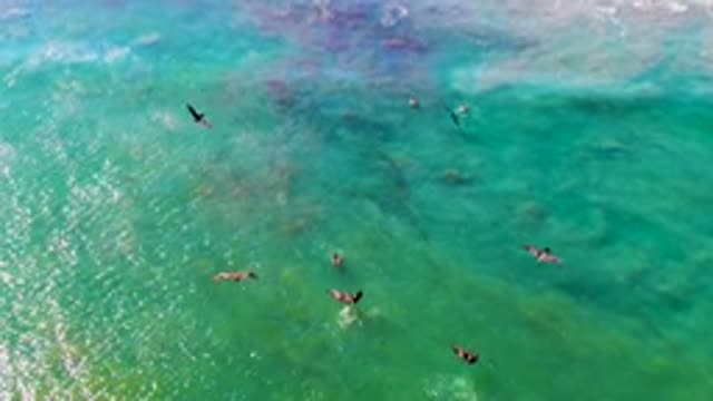 LA BOCANA BCS MEXICO-2022: Frigatebirds Flying Over Shallow Turquoise Waters