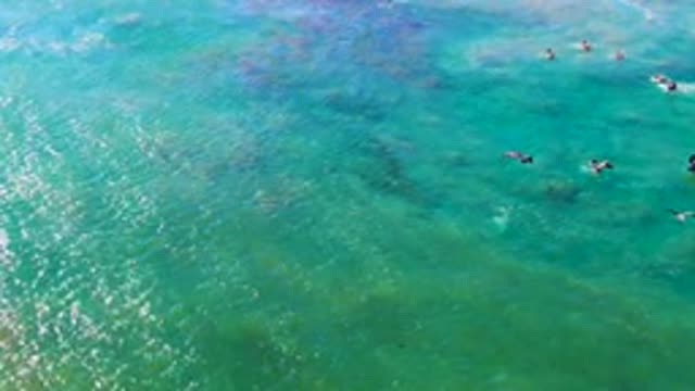 LA BOCANA BCS MEXICO-2022: Seabirds Swimming in Turquoise Ocean Waters