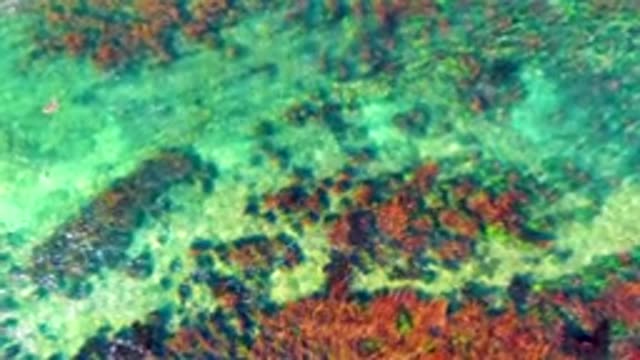 LA BOCANA BCS MEXICO-2022: Overhead View of Swimmer Moving Through Clear Shallow Water