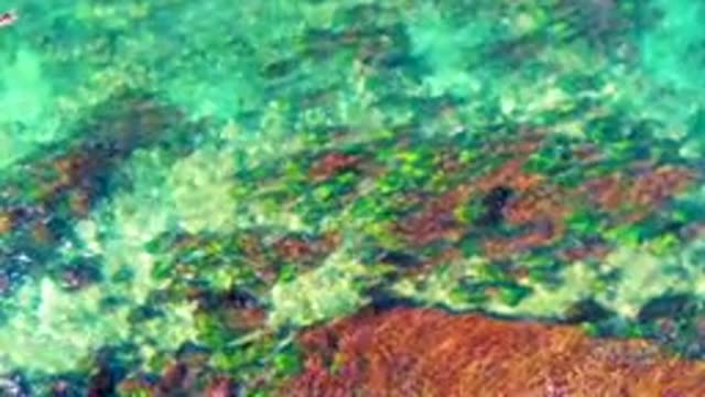 LA BOCANA BCS MEXICO-2022: Shallow Turquoise Water Over Rocky Seabed with Algae