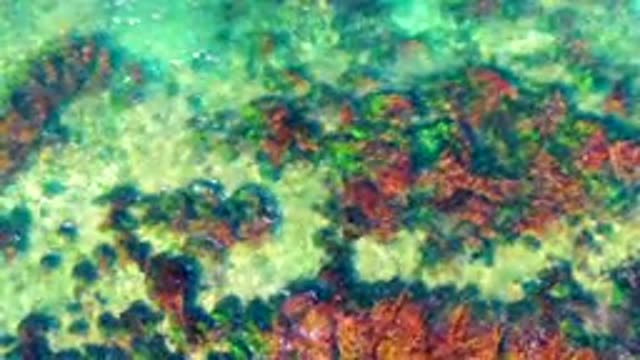 LA BOCANA BCS MEXICO-2022: Clear Shallow Water Over Colorful Rocky Seabed