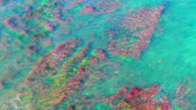 LA BOCANA BCS MEXICO-2022: Coral and Rainbow in Clear Ocean Water
