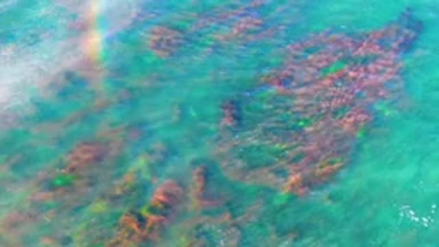 LA BOCANA BCS MEXICO-2022: Underwater Seaweed in Clear Turquoise Water with Rainbow Reflection