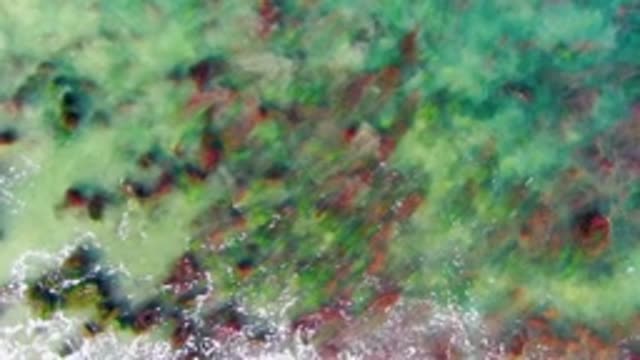 LA BOCANA BCS MEXICO-2022: Overhead View of Algae Patches in Shallow Coastal Water