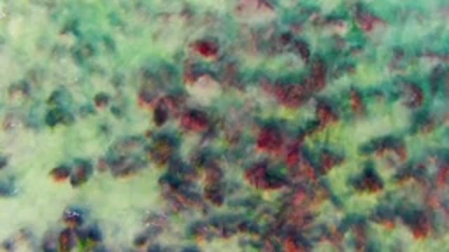 LA BOCANA BCS MEXICO-2022: Shallow Water Coral and Seaweed in Gentle Currents