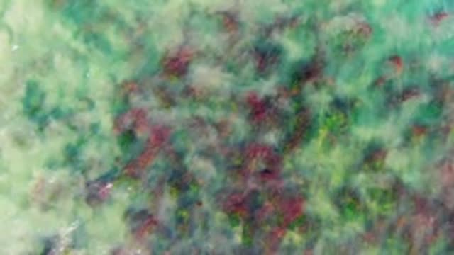 LA BOCANA BCS MEXICO-2022: Underwater Coral Formations Through Clear Ocean Water