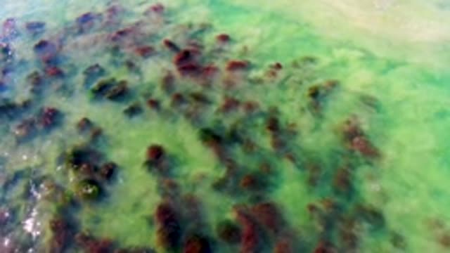 LA BOCANA BCS MEXICO-2022: Shallow Green Water with Floating Seaweed Patches