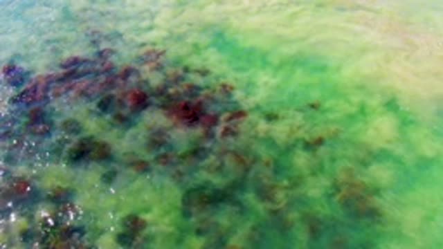 LA BOCANA BCS MEXICO-2022: Shallow Clear Water with Moving Seaweed Patches
