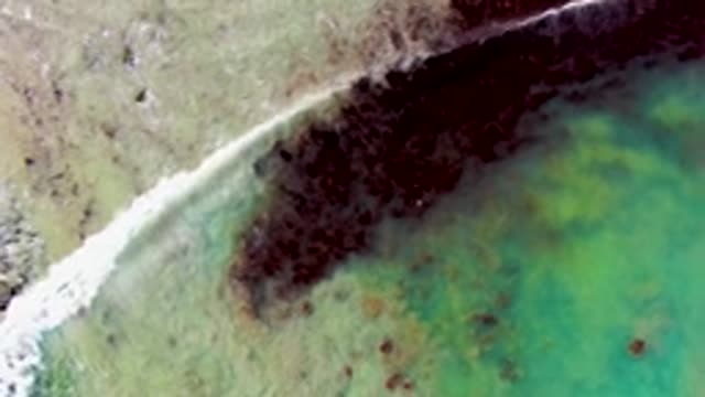 LA BOCANA BCS MEXICO-2022: Seaweed Drifting in Shallow Coastal Waters
