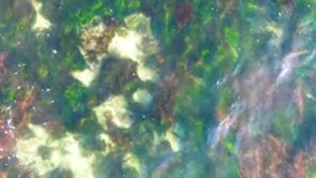 LA BOCANA BCS MEXICO-2022: Shallow Water Ripples Over Seaweed and Rocks
