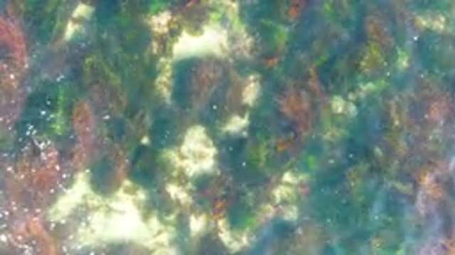 LA BOCANA BCS MEXICO-2022: Swaying Kelp in Sunlit Shallow Water