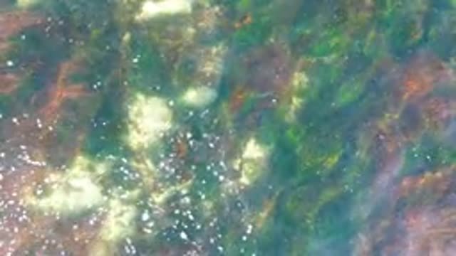LA BOCANA BCS MEXICO-2022: Shallow Water Algae and Bubbles with Light Refraction