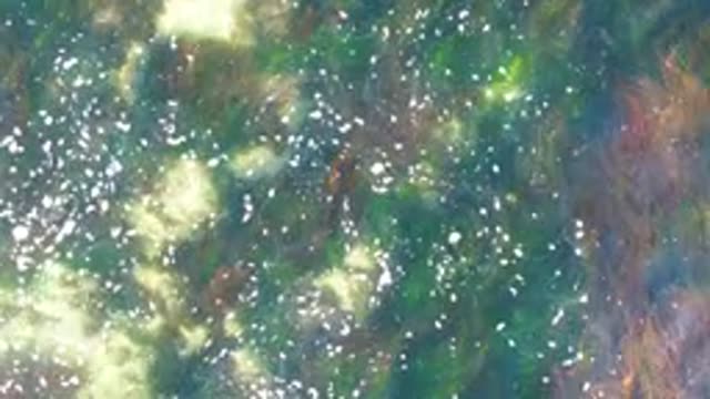 LA BOCANA BCS MEXICO-2022: Bubbles and Seaweed in Clear Shallow Water