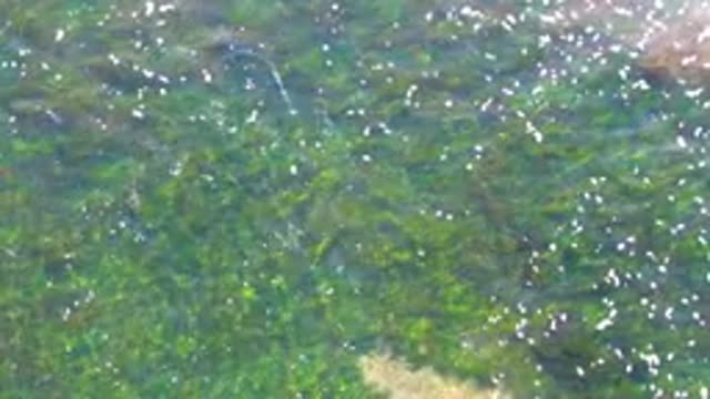 LA BOCANA BCS MEXICO-2022: Overhead View of Clear Water and Submerged Green Plants