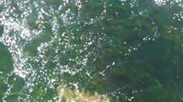 LA BOCANA BCS MEXICO-2022: Shallow Clear Water with Sunlight Glints and Seabed